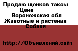 Продаю щенков таксы › Цена ­ 20 000 - Воронежская обл. Животные и растения » Собаки   